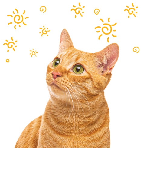 Kattebakke