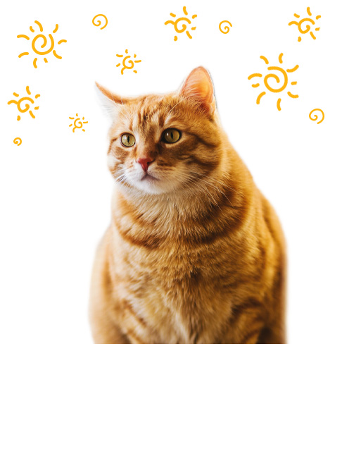 Kattebakke